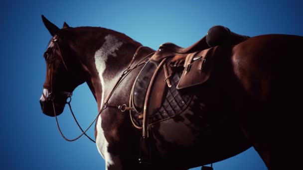 Sela com estribos em umas costas de um cavalo — Vídeo de Stock