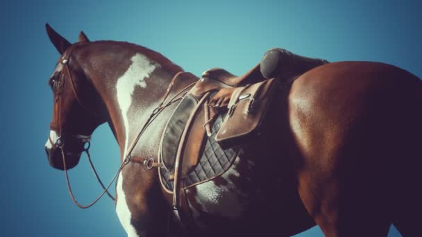 Saddle with stirrups on a back of a horse — Stock Video