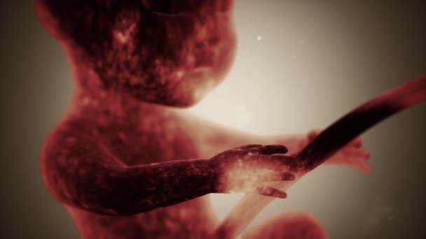 Medical 3d animation of a human fetus — Stock Video