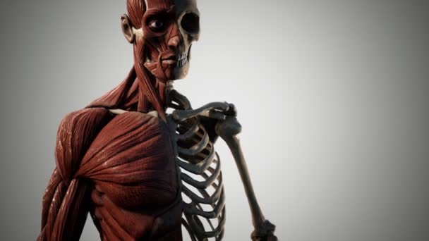 Muscular and skeletal system of human body — Stock Video