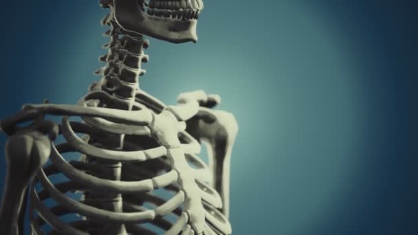 Volledig menselijk skelet staand — Stockvideo
