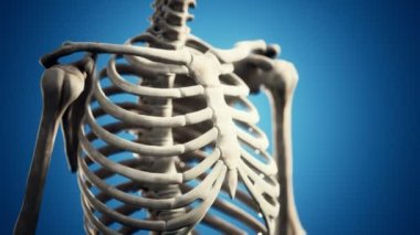 Tam bir insan iskeleti