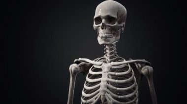 Tam bir insan iskeleti