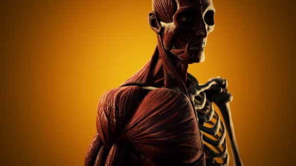 Sistema muscular y esquelético del cuerpo humano — Vídeos de Stock