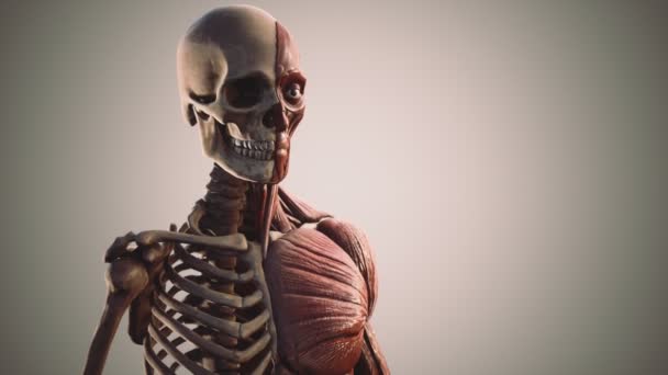 Sistema muscolare e scheletrico del corpo umano — Video Stock