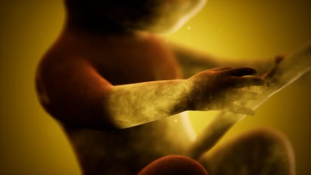 Animation médicale 3D d'un fœtus humain — Video