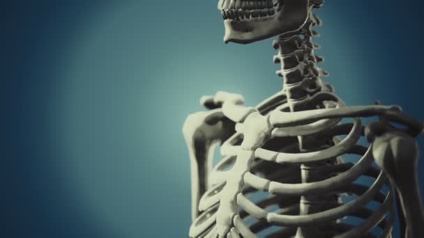 Полный скелет человека стоя — стоковое видео