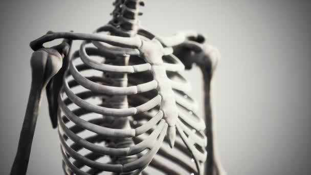 完全な人間の骨格が立ち — ストック動画