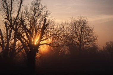 Sonnenaufgang auf den Streuobstwiesen am Main