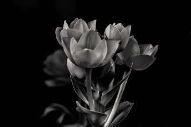 Güzel çiçek, siyah ve beyaz olarak yaklaş.