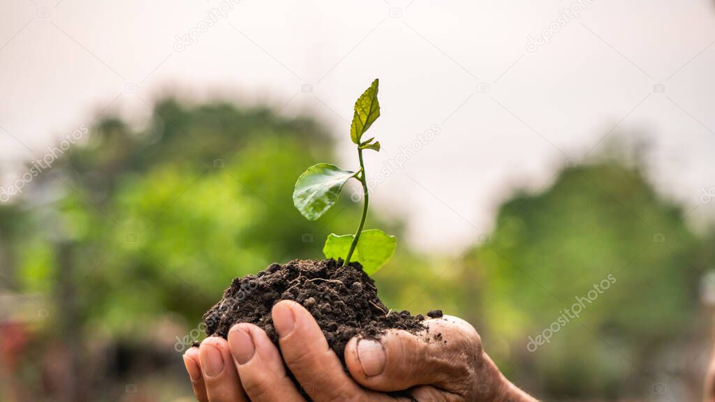 Two senior hands holding tree on nature field. Bokeh yellow and green background. Earth Day save environment concept. Growing seeding