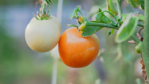 Καλλιέργεια Τοματών Κόκκινες Και Πράσινες Ντομάτες Στον Αγρό Κόκκινες Και — Φωτογραφία Αρχείου
