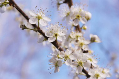 Ilık bir bahar gününde ağaçta bir sürü küçük beyaz çiçek ve mavi bir gökyüzünde güneş utangaç
