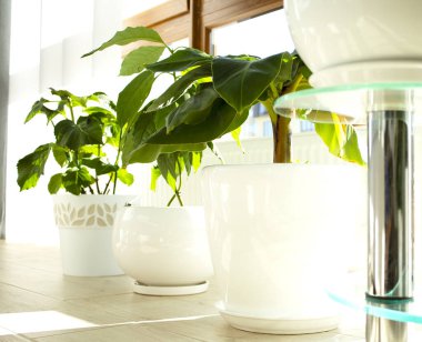  Güneşli bir günde panoramik pencerenin yakınındaki bir katta güzel yeşil oda çiçekleri