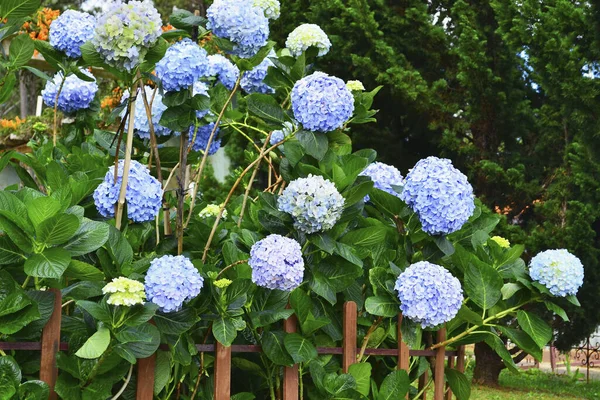A blue flowers of hydrangea in sunny summer day in a garden