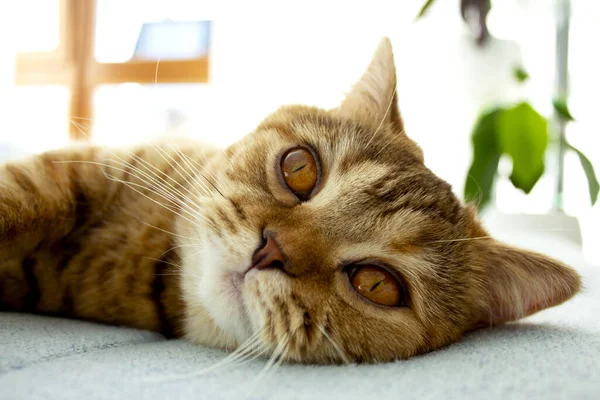 Cute Red Cat Lying Blue Sofa Want Sleep — Stock Photo, Image