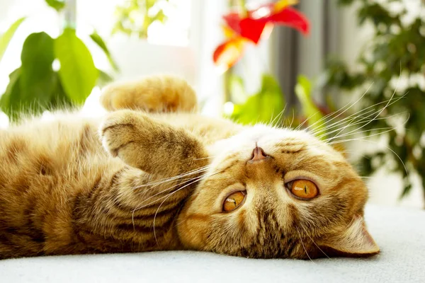 Cute Red Cat Lying Blue Sofa Basking Sun — Stock Photo, Image