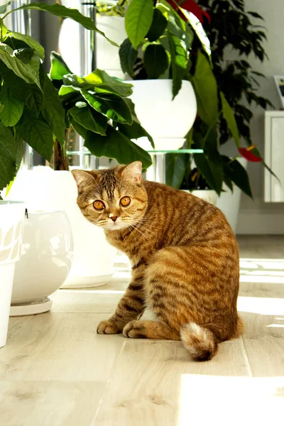Beautiful Ginger Cat Seating Floor Houseplants — Stock Photo, Image