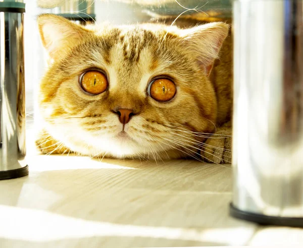 所有者から隠れて床に寝そべってる面白い生姜猫 — ストック写真