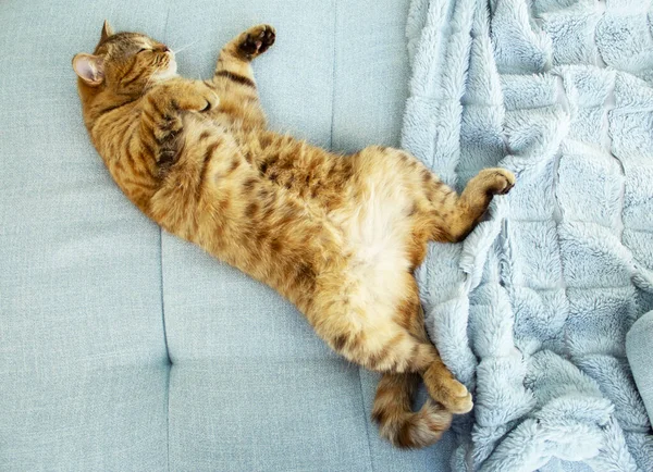 Cute Red Cat Sleep Blue Sofa — Stock Photo, Image