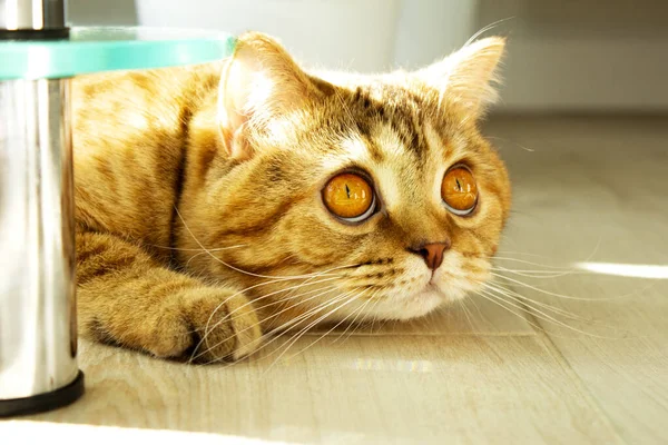 Funny Ginger Cat Lying Floor Hiding Owners — Stock Photo, Image