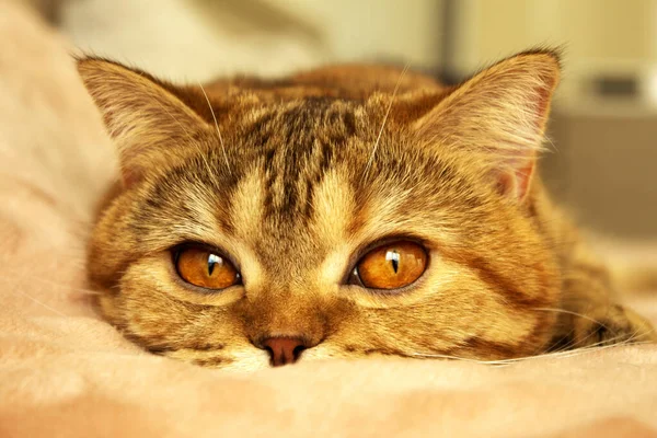 Cute Sleepy Red Cat Lying Bed — Stock Photo, Image