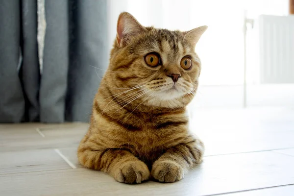 Beautiful Ginger Cat Big Eyes Lies Floor — Stock Photo, Image