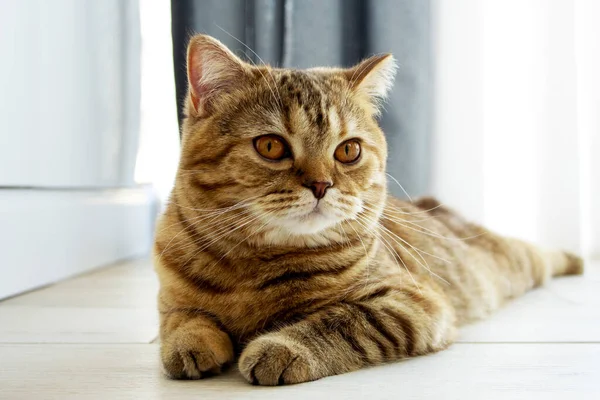 Beautiful Ginger Cat Big Eyes Lies Floor — Stock Photo, Image