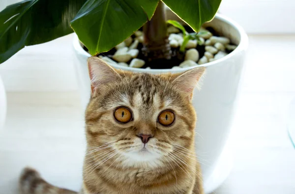 Beautiful Ginger Cat Big Eyes Seating Home Plant — Stock Photo, Image