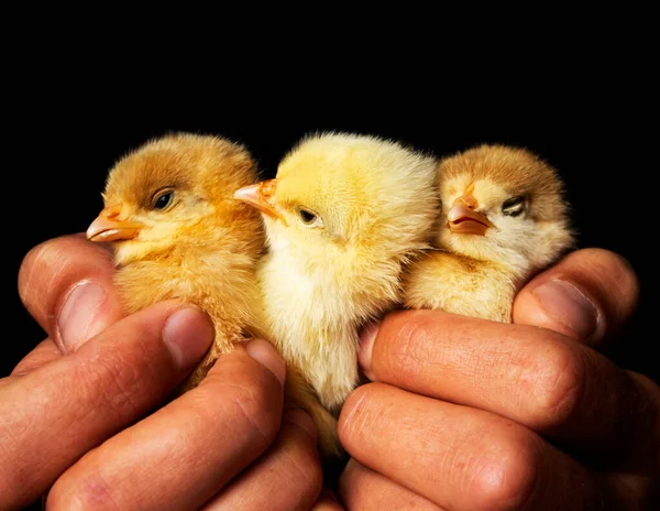Three Little Yellow Newborn Chicks Hands Black Background — Stock Photo, Image