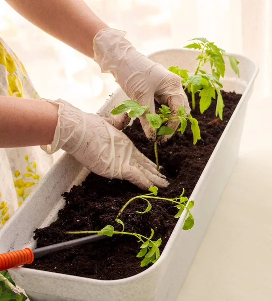 home gardening: a girl in white gloves plants seedlings of tomato at home