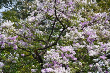 Parkta güzel Tabebuia çiçekleri