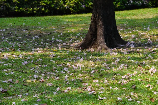 fallen flowers on the ground tabebuia tree in the park