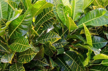 Bir bitkinin yeşil yaprakları Gölgeli gün ışığında.