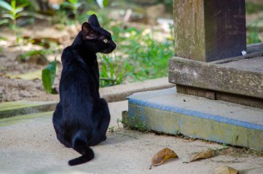 Köy evinin verandasının yanında başı dönen siyah bir kedi..