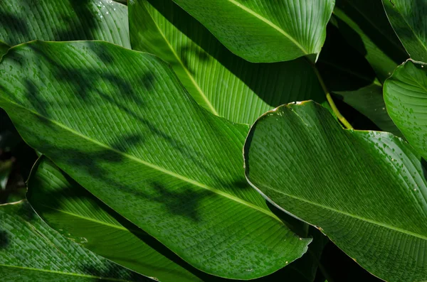 Folhas Verdes Uma Fábrica Luz Solar Com Sombras — Fotografia de Stock