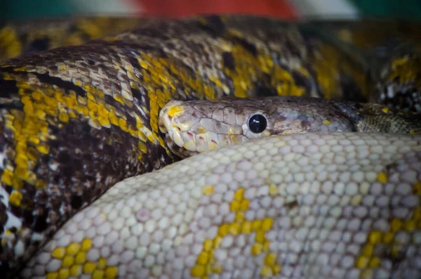 Nahaufnahme Pythonschlange Zusammengerollt Einem Ring — Stockfoto