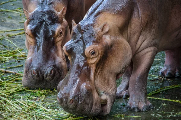 Twee Natte Nijlpaarden Close Eten Gras Dierentuin — Stockfoto