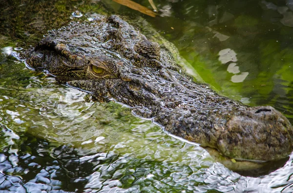 Krokodil Drijvend Rivier Kop Dicht — Stockfoto