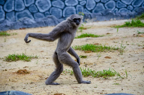 Fun monkey walking on the ground at the zoo.
