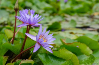 Gölette açan mavi nilüferler.