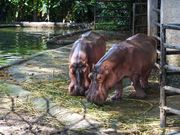 Twee Natte Nijlpaarden Close Eten Gras Dierentuin — Stockfoto