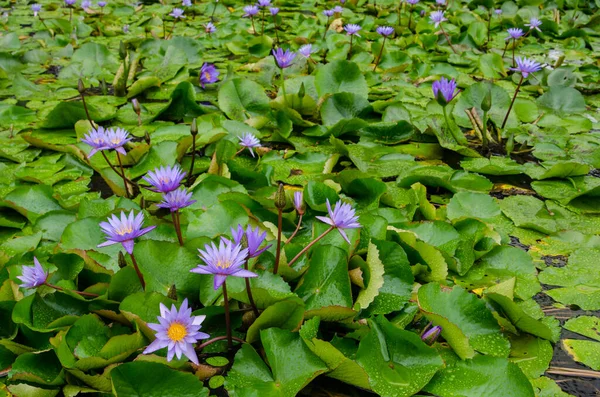 Blaue Seerosen Blühen Teich — Stockfoto