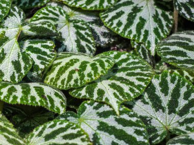 Botanik bahçesinde güzel yapraklar ve bitkiler yetişiyor. Singapur..