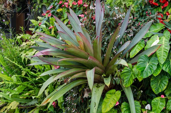 植物園で植物やサボテンを育てる シンガポール — ストック写真