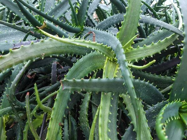 Growing Plants Cactus Botanical Garden Singapore — Stock Photo, Image