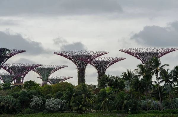 Supertrees Grove Cloudy Day Singapore Botanic Gardens — Stock fotografie