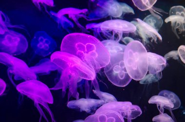 Akvaryumda renkli ışıkta bir sürü denizanası var..