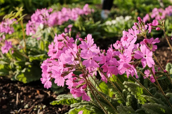 Primer Plano Una Primula Floreciente Planta Onagra Con Flores Pequeñas —  Fotos de Stock
