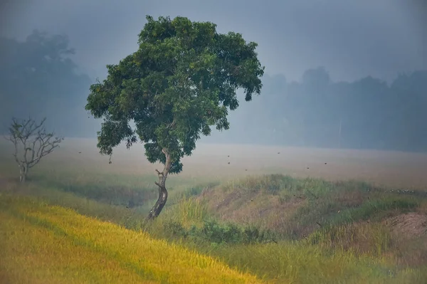 Vackert Landskap Dimmig Morgon Ensam Träd Växer Risfält Thailand Fantastisk — Stockfoto